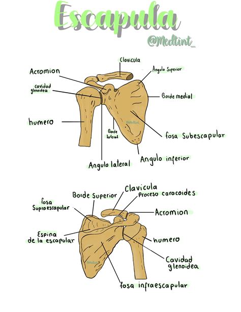 escápula anatomia-4